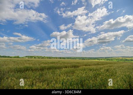 Eine wunderschöne Landschaft mit leuchtenden grünen Feldern unter einem hellblauen Himmel mit flauschigen weißen Wolken Stockfoto