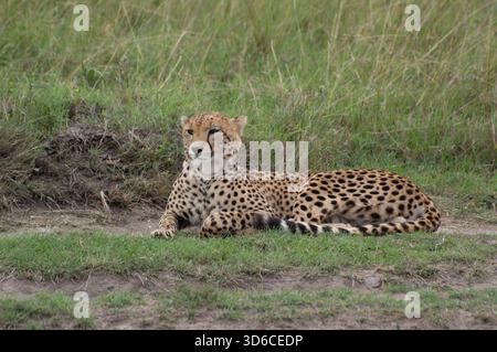 Nahaufnahme eines erwachsenen Geparden, der in einem grasbewachsenen Gebiet in der Savanne in Kenia liegt. Der Gepard ist der Kamera zugewandt. Stockfoto
