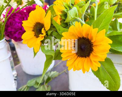 Ein Blick auf mehrere Sonnenblumen auf einem lokalen Bauernmarkt. Stockfoto