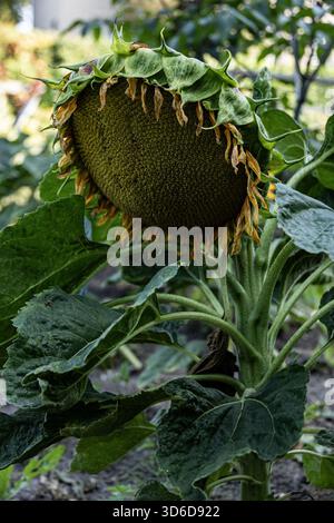 Nahaufnahme eines Reifen Sonnenblumenkopfes mit herabhängenden Blütenblättern und großen grünen Blättern im Garten Stockfoto