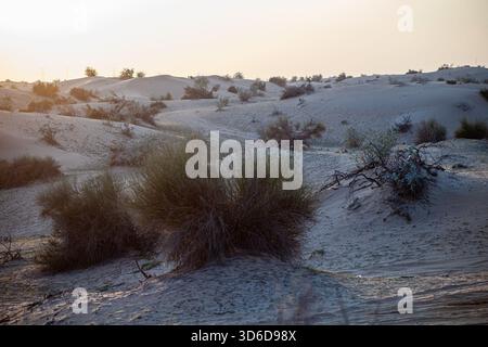 Sanddünen in der Wüste bei einem fantastischen Sonnenuntergang. Orangendünen in der Wüste von Dubai. Stockfoto