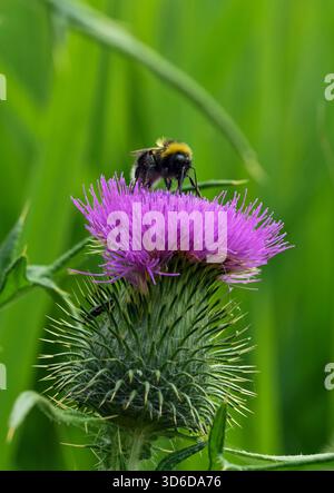 Nahaufnahme einer Hummel auf der lila Blume einer Distel, Cirsium Stockfoto