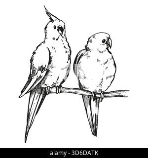 Hand gezeichnet zwei sitzend auf Zweig Papageien Kakadu, tropische Waldvögel, Vektor-Illustration des exotischen Tieres, Tinte schwarz weiß Gravur Skizze des Haustiers, Stock Vektor