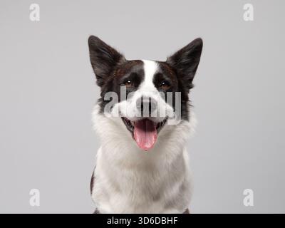 Walisischer Corgi Cardigan wird in einem Nahporträt mit einem freundlichen Lächeln auf weißem Hintergrund gezeigt. Der helle Ausdruck und das weiche Fell betonen Stockfoto