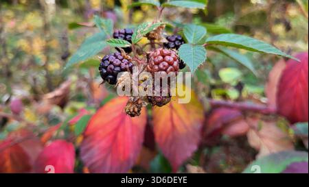 Einzigartige Nahaufnahme reifer Brombeeren an einem Busch im späten Herbst, umgeben von wunderschön farbigen Blättern in warmen Gelb-, Orange- und Rottönen Stockfoto