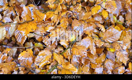 Eine Nahaufnahme glühender goldener und brauner Herbstblätter, die auf dem Waldboden liegen. Die Blätter sind durch Regen nass und erzeugen einen satten Glanz und eine tiefe Farbe. Stockfoto