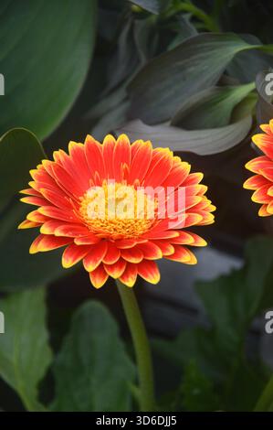 Gerbera „Garvinea Sweet Blaze“ Daisy Flower in the Borders im RHS Garden Harlow Carr, Harrogate, Yorkshire, England, Großbritannien. Stockfoto