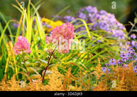 Wunderschöne herbstliche Gartenszene. Perenialblüten im Blumenbeet. Stockfoto