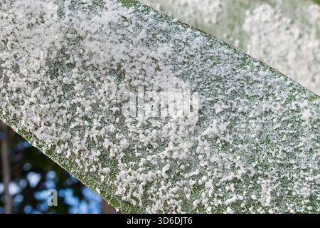 rewe bonsai baum Bonsai-Baum in einer Irisvase kaufen | Bonsaipflanze im Glas