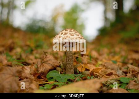 Der Sonnenschirmpilz im Herbstwald. Macrolepiota procera, Speisepilz Stockfoto