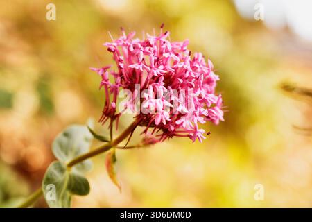 Schöne rote Blume aus rotem Baldrian - Centranthus ruber oder Sporn Baldrian oder Teufelsbart - auf dem Land Stockfoto