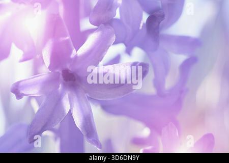 Schöne zarte Hyazinthen-Blüte im Frühjahrslicht Stockfoto