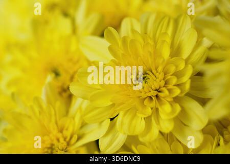 Chrysantheme, auch Mums Blume Close up genannt. Herbstliche Garteninspirierung für Containerpflanzen. Stockfoto