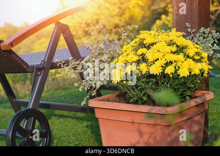 Chrysantheme auch Mütterblüten im Topf genannt. Herbstliche Garteninspirierung für Containerpflanzen. Stockfoto