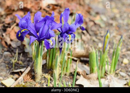 Iris reticulata - Netted Iris Stockfoto