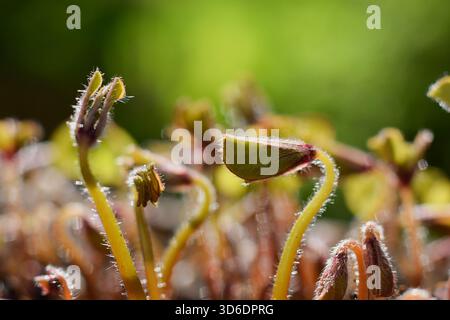 Erste frische Frühlingsvegetation - neues Leben Stockfoto