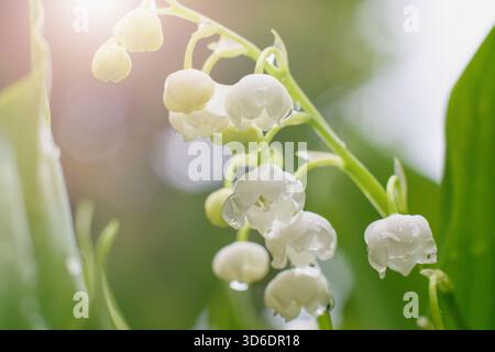 Die Maiglöckchen im Tal, schöne Frühlingsblumen aus nächster Nähe Stockfoto