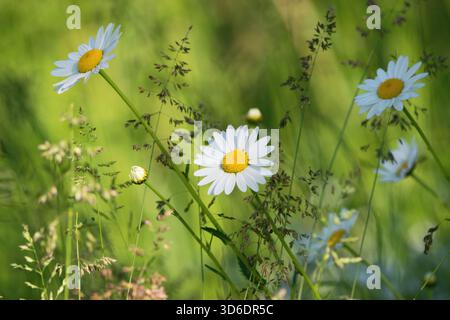 Wunderschöne Sommerlandschaft, wilde Gänseblümchen auf der Wiese. Stockfoto