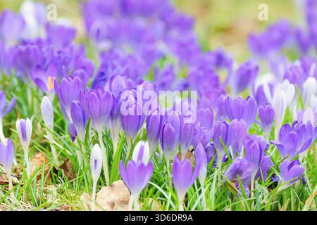 Wunderschöne Frühlingsblumen Krokusse wachsen im Garten Stockfoto