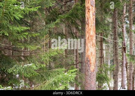 Fichtenbaum angegriffen und mit Rindenkäfer beschädigt Stockfoto