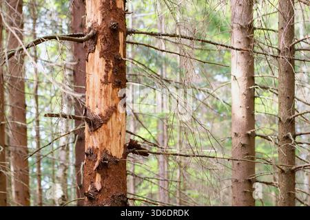 Fichtenbaum angegriffen und mit Rindenkäfer beschädigt Stockfoto