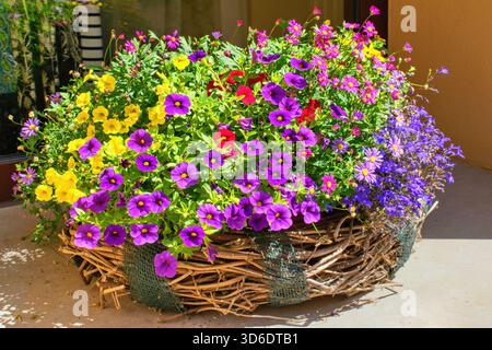 Sorten Calibrachoa (Millionen Glocken) blüht im Topf Stockfoto