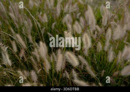 Nahaufnahme der flauschigen trockenen Spikelets auf dem Gras Stockfoto