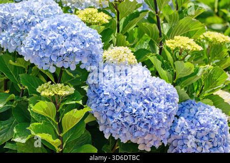 Hortensie macrophylla oder Hortensia Blume - blaue Sorte Stockfoto