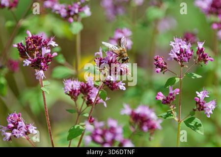 Detail der wunderschönen Oregano-Blume und Biene im Garten Stockfoto