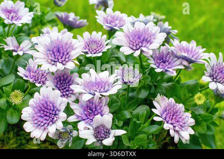 Osteospermum Blüten ( afrikanische Gänseblümchen) im Topf, Sommerteracce oder Fensterdekoration. Stockfoto