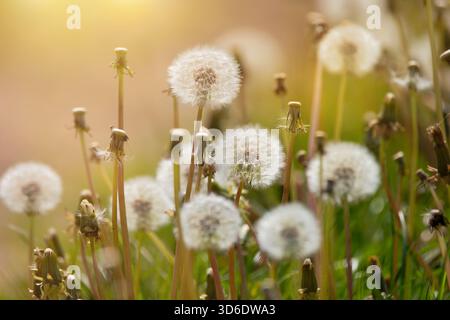 Schöne Löwenzahn in der Frühlingswiese Stockfoto