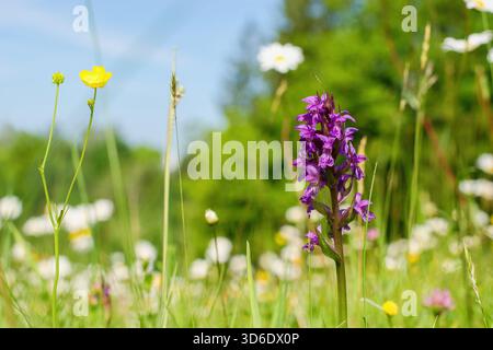 Dactylorhiza majalis – gefährdeter spiece der wilden Orchideen (westliche Sumpforchidee, breitblättrige Sumpforchidee, Fanorch, gewöhnliche Sumpforchidee oder Irish mar) Stockfoto