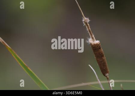 Nahaufnahme der Samen von Typha latifolia Stockfoto