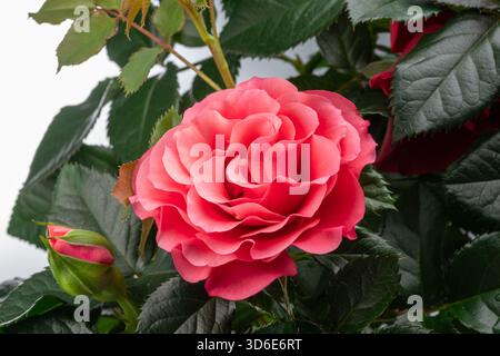Lebendige rosa Rose zwischen üppigem Pflanzengrün aus nächster Nähe. Stockfoto