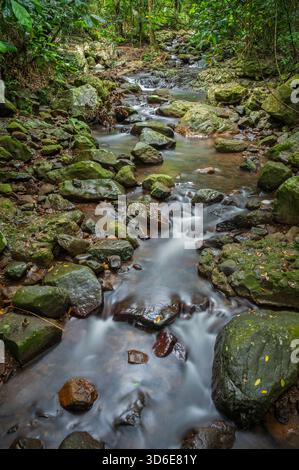 Der Cave Creek stürzt in Richtung der Höhlen am Natural Bridge Circuit im Nerang River Valley, Springbrook National Park, Queensland, Australien Stockfoto