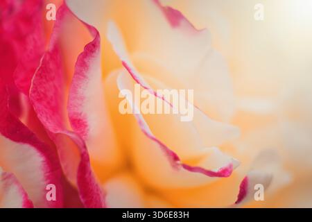 Abstrakter floraler Hintergrund. Mehrfarbige Rosen-Sorte Makrofoto. Stockfoto