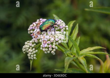 Blumenkäfer der Gattung Cetonia auf einer Wiese in der Nähe des Dorfes Magura im Kreis Buzau in der historischen Region Muntenia in Rumänien Stockfoto
