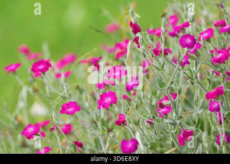 Silene coronaria (Rose campion) Blumen im Sommergarten Stockfoto