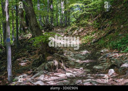 Buche Bäume auf einem Trail von wetlina Dorf Wetlina Almen in den Westlichen Bieszczady-gebirge in Polen Stockfoto