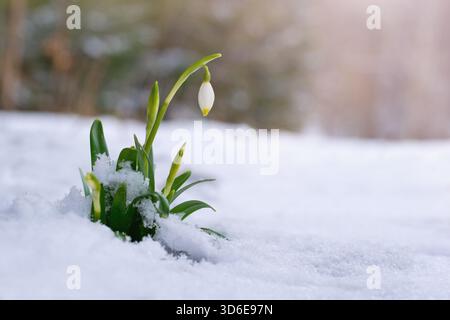 Frühlingsblumen im Schnee, Schneeglöckchen Stockfoto