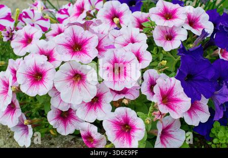 Sorten von Petunia surfinia und Blumen im Topf vor der Tür Stockfoto
