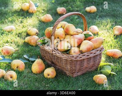 Reife Birnen in einem Korb auf dem grünen Rasen im Obstgarten aus nächster Nähe, Vorderansicht. Stockfoto