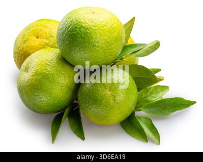 Grüne Mandarinen mit grünen Blättern auf weißem Hintergrund. Datei enthält Beschneidungspfade. Stockfoto