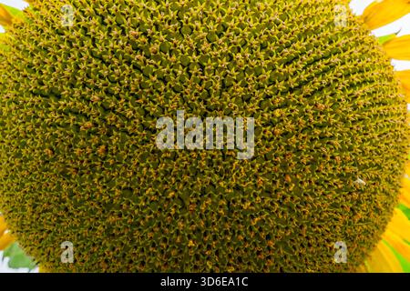 Scheibe aus Sonnenblumenkopf mit vielen kleinen Blüten in der Nähe. Stockfoto