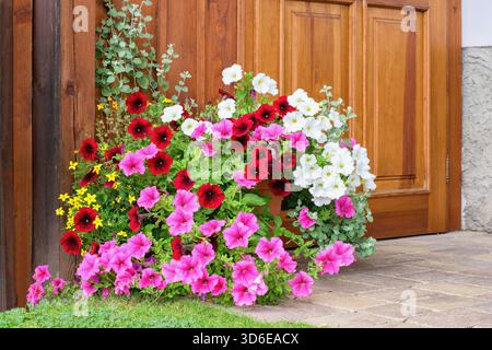 Varietäten hängender Petunien und Surfinia-Blüten im Topf. Sommergarten-Inspiration für Containerpflanzen. Stockfoto