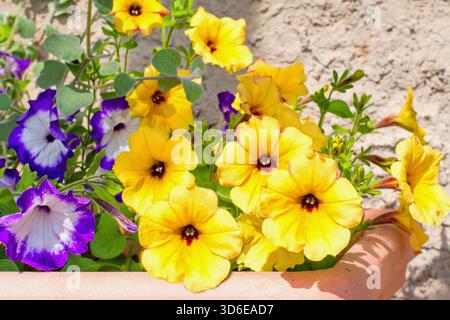 Sorten hängender Petunien und Surfinia-Blüten im Topf. Sommergarten-Inspiration für Containerpflanzen. Stockfoto