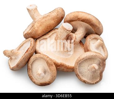Rohe Shiitake-Pilze auf weißem Hintergrund. Datei enthält Beschneidungspfade. Stockfoto