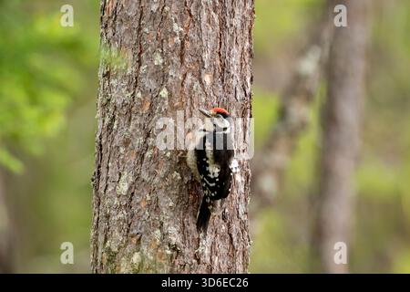 Junger Großspecht, Dendrocopos Major, der auf einem Baumstamm im Wald steht Stockfoto