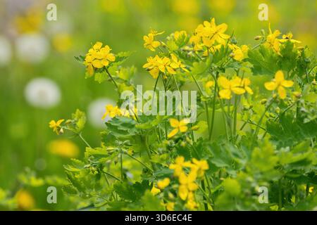 Die größere Celandine ist eine mehrjährige krautige blühende Pflanze (Chelidonium majus) Stockfoto