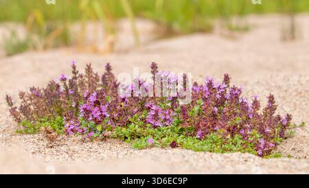 Wilder Thymian, Thymus serpyllum wächst im Sand im Oulanka-Nationalpark, Nordfinnland Stockfoto